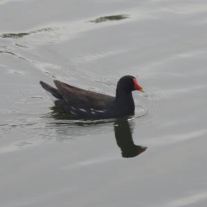 Common Moorhen