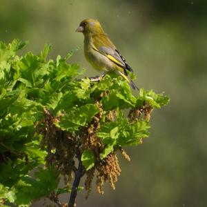 European Greenfinch