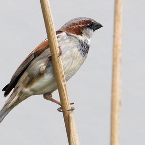 House Sparrow