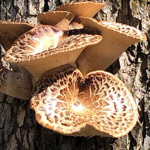 Dryad`s Saddle