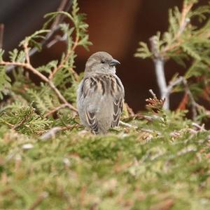 House Sparrow