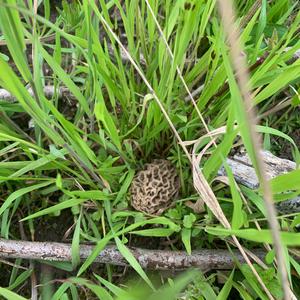 Yellow Morel