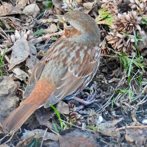 Fox Sparrow