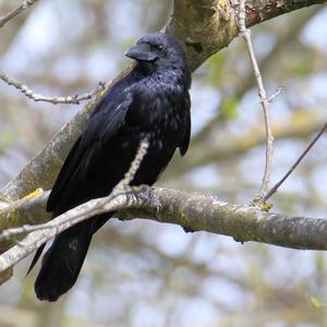 Carrion Crow