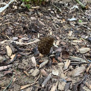 Black Morel