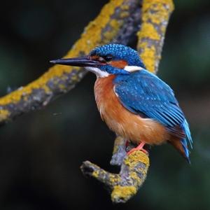 Common Kingfisher