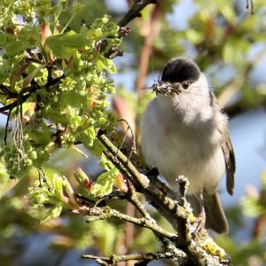 Blackcap