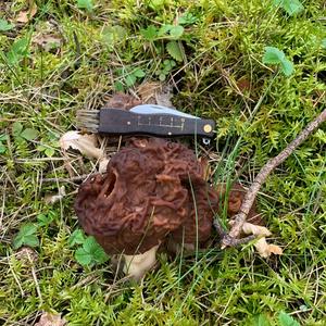 Conifer False Morel