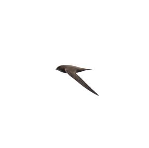 Alpine Swift