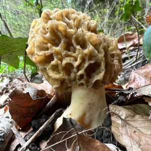 Yellow Morel