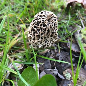 Yellow Morel