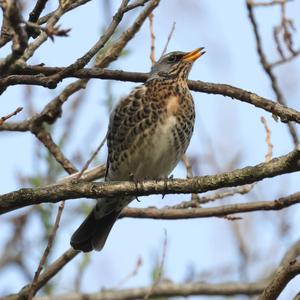 Fieldfare