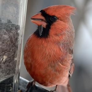 Northern Cardinal