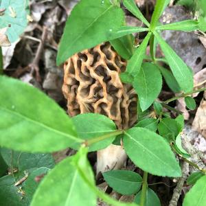 Yellow Morel