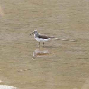 Green Sandpiper