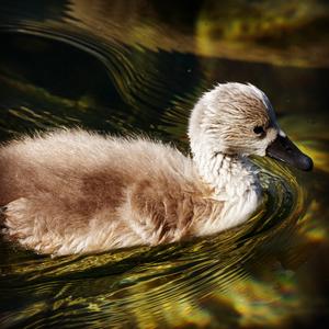 Mute Swan