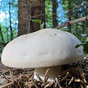 St George`s Mushroom