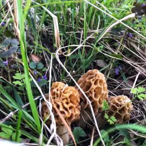 Yellow Morel