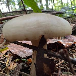 St George`s Mushroom