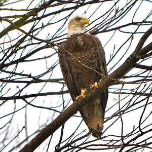 Bald Eagle