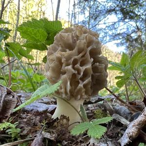 Yellow Morel