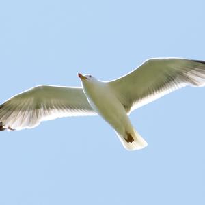 Yellow-legged Gull