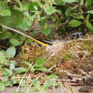 Yellow Wagtail