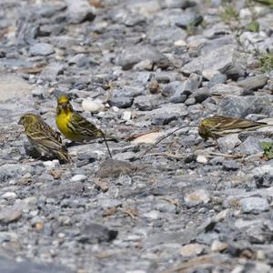 European Serin