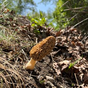 Yellow Morel