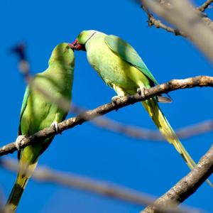 Rose-ringed Parakeet