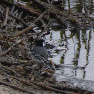 White Wagtail