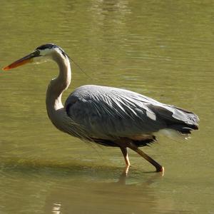 Great Blue Heron