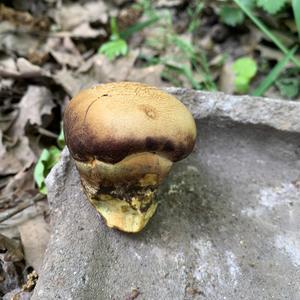 Lurid Bolete