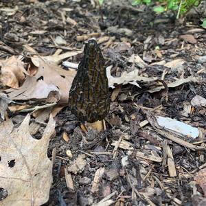 Black Morel