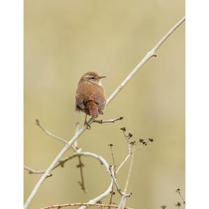 Winter Wren