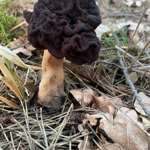 Conifer False Morel