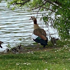 Common Shelduck