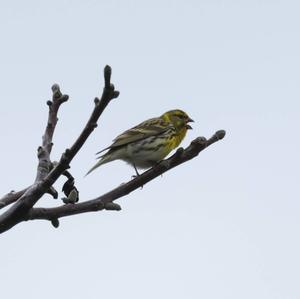 European Serin