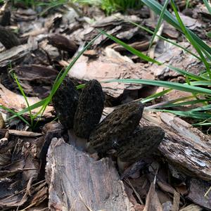 Black Morel