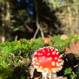 Fly Agaric