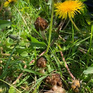 Half-free Morel