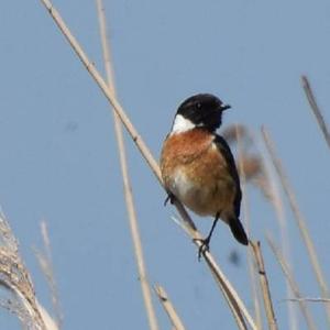 European stonechat