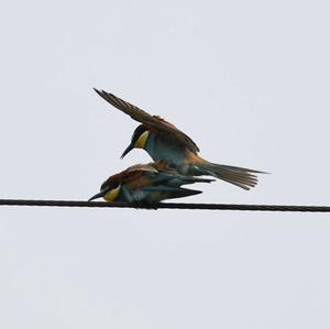 European Bee-eater