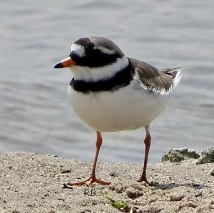 Common Ringed Plover