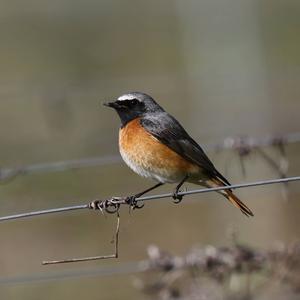 Common Redstart