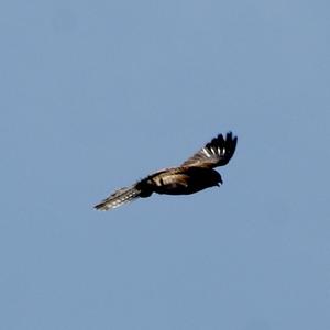 Common Kestrel