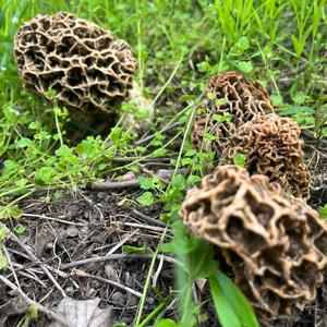 Yellow Morel