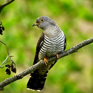 Common Cuckoo