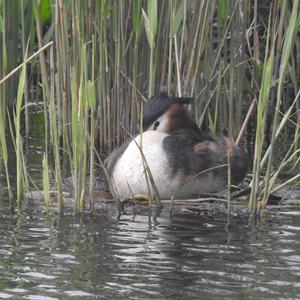 Great Crested Grebe