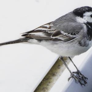 White Wagtail